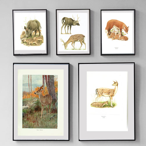 Vintage Prints for Every Room in the House