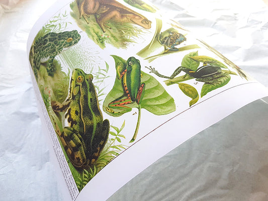 Antique frog poster