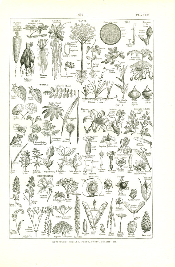 1922 Illustration de Cavalerie