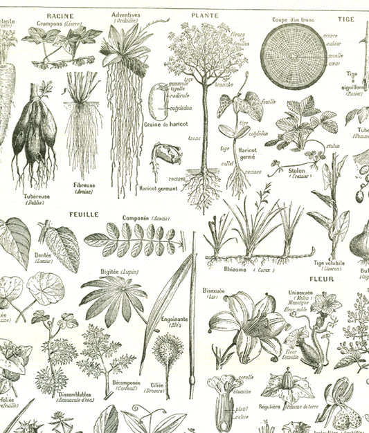 1922 Antique Plants Botany Print