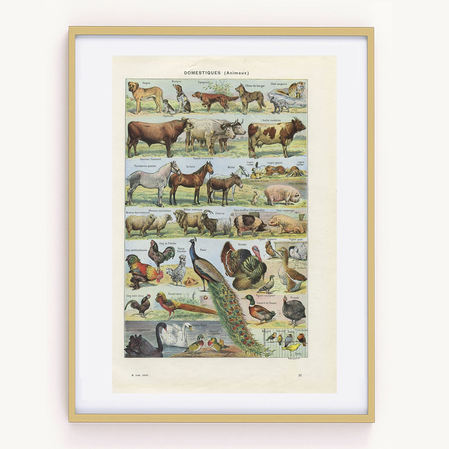 1948 Illustration d'animaux domestiques