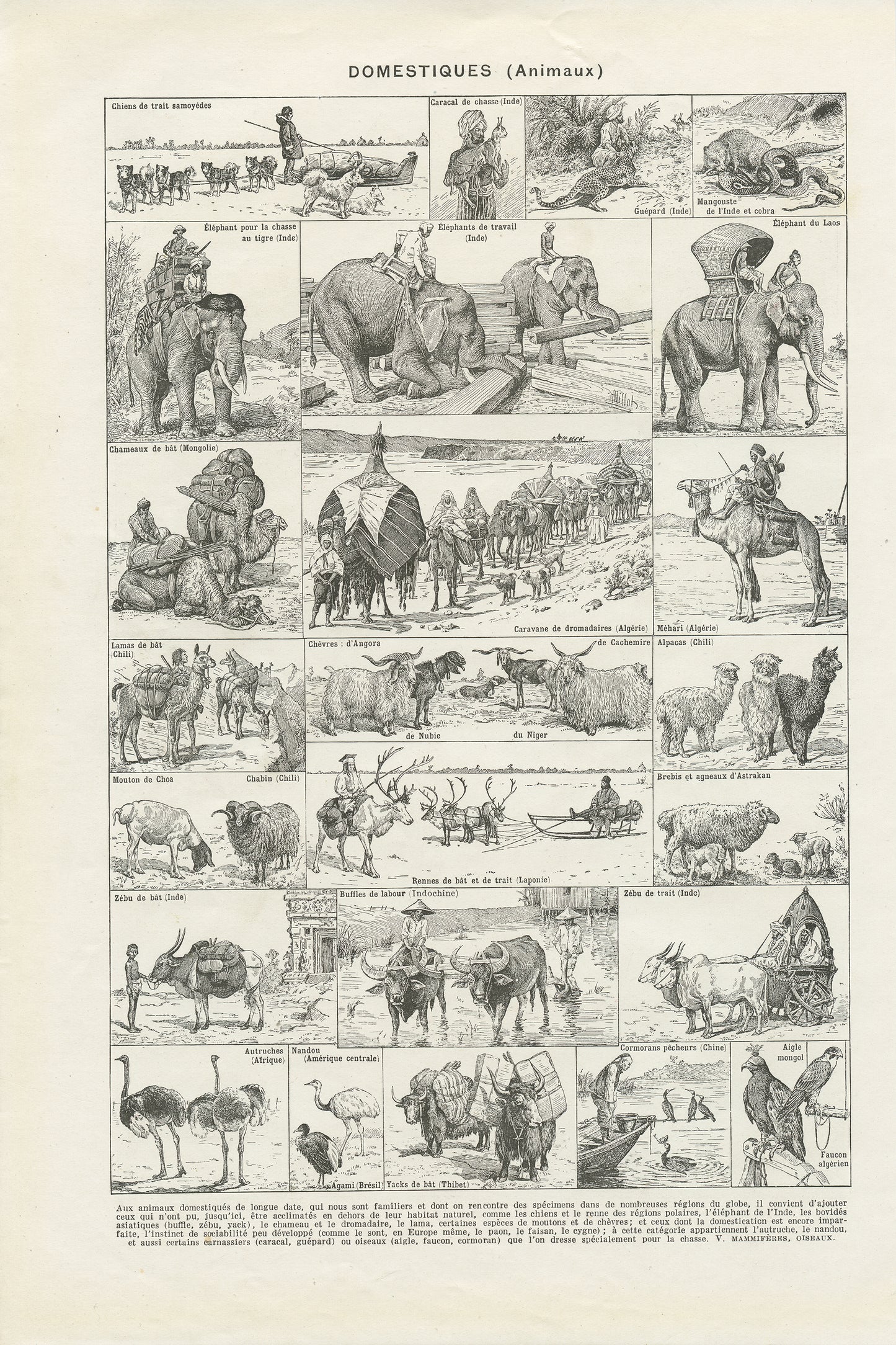 1948 Illustration d'animaux domestiques