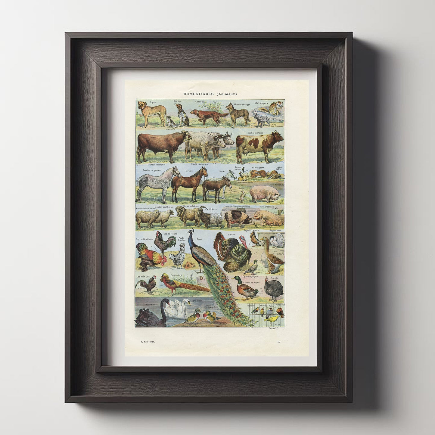 1948 Illustration d'animaux domestiques