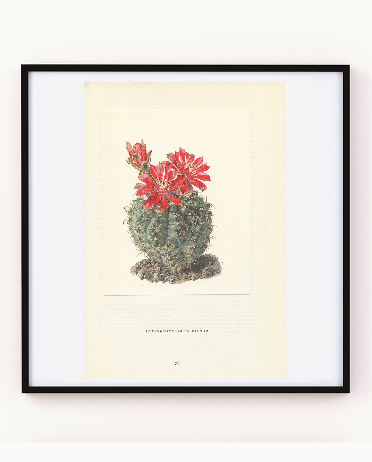 1954 Spider Cactus print Gymnocalycium baldianum