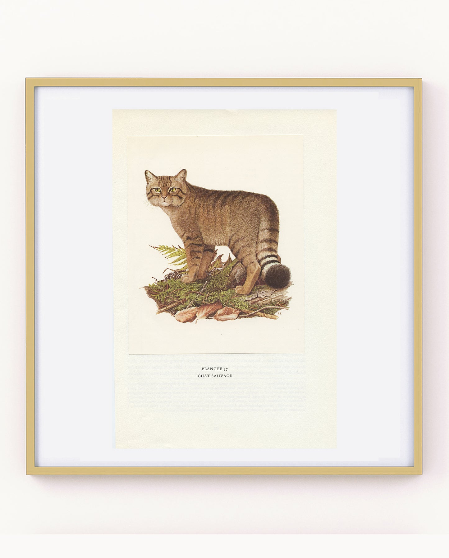 1970 Illustration de Chat Sauvage