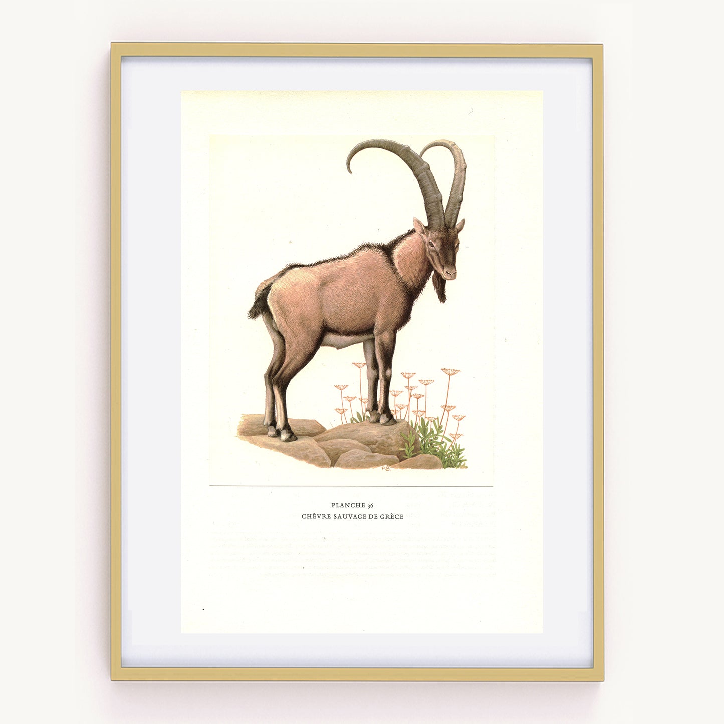 1970 Illustration de Chèvre Sauvage de Crête