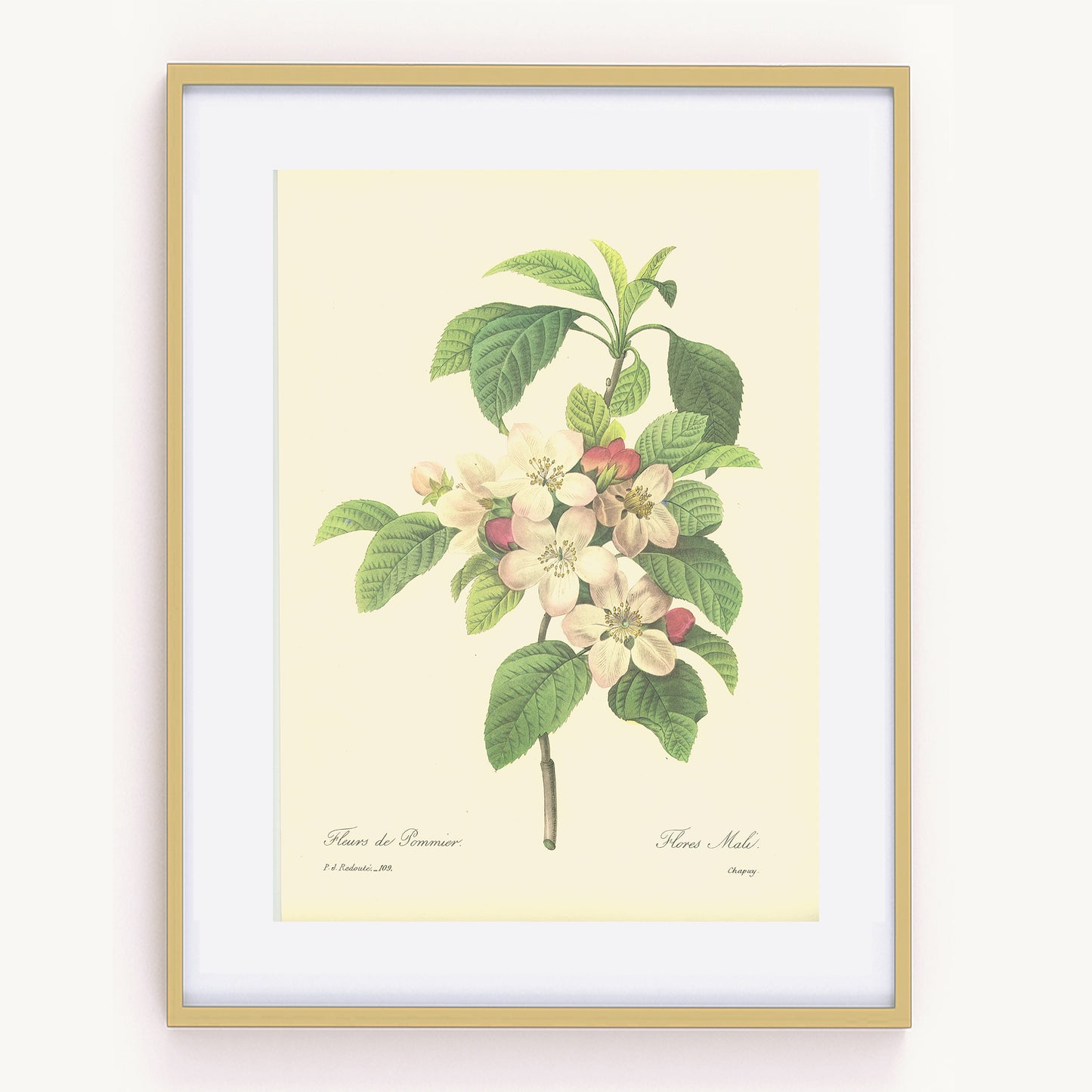 1986 Illustration botanique de Fleurs de Pommier par Redouté
