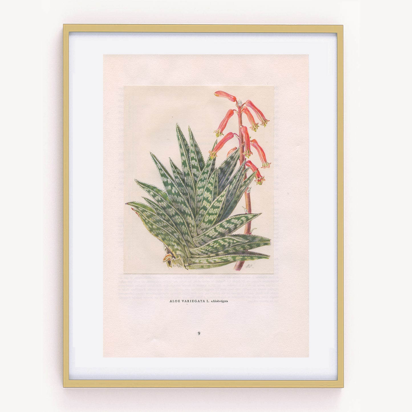 1958 Aloe Variegata  print - Tiger Aloe