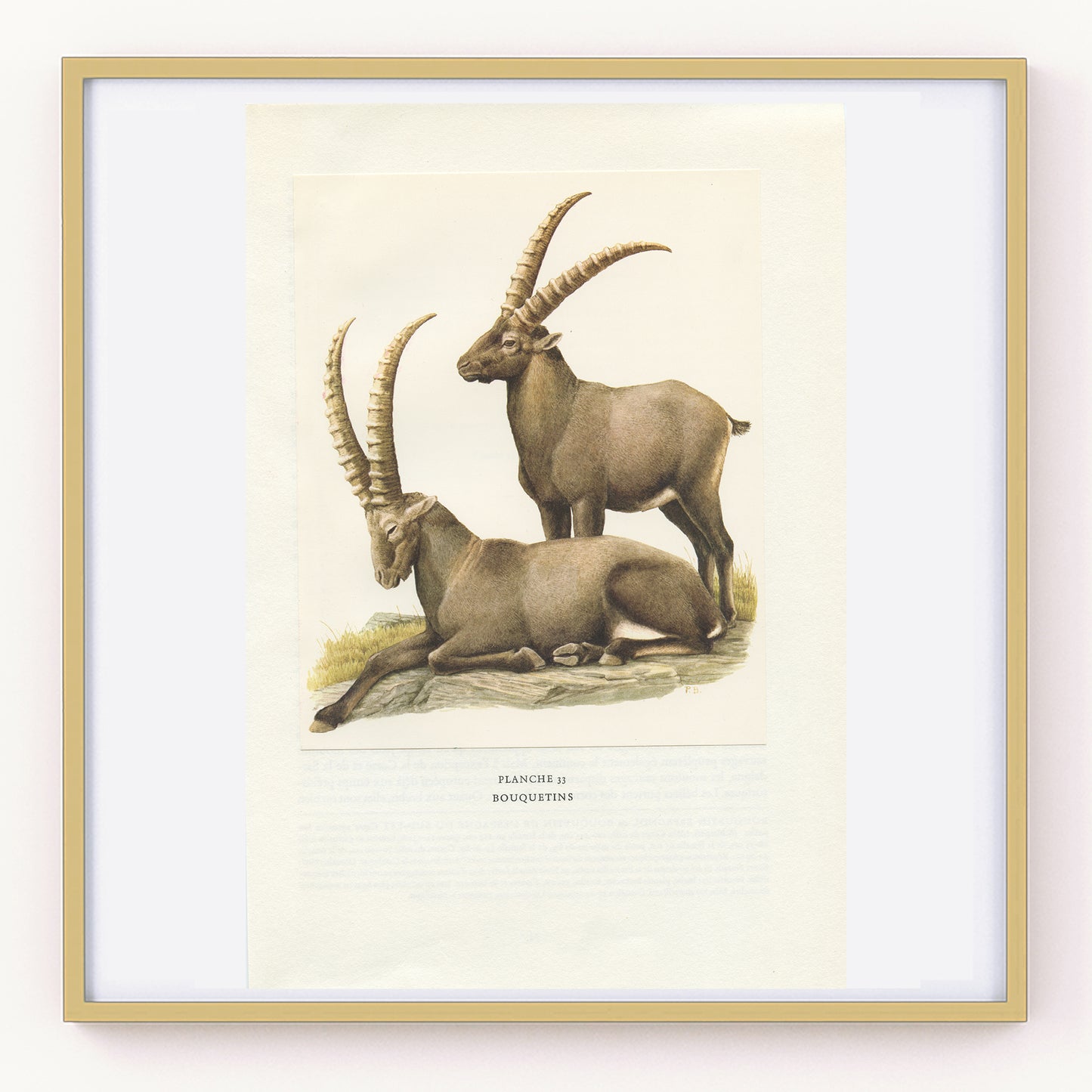 1970 Illustration de Bouquetins des Alpes