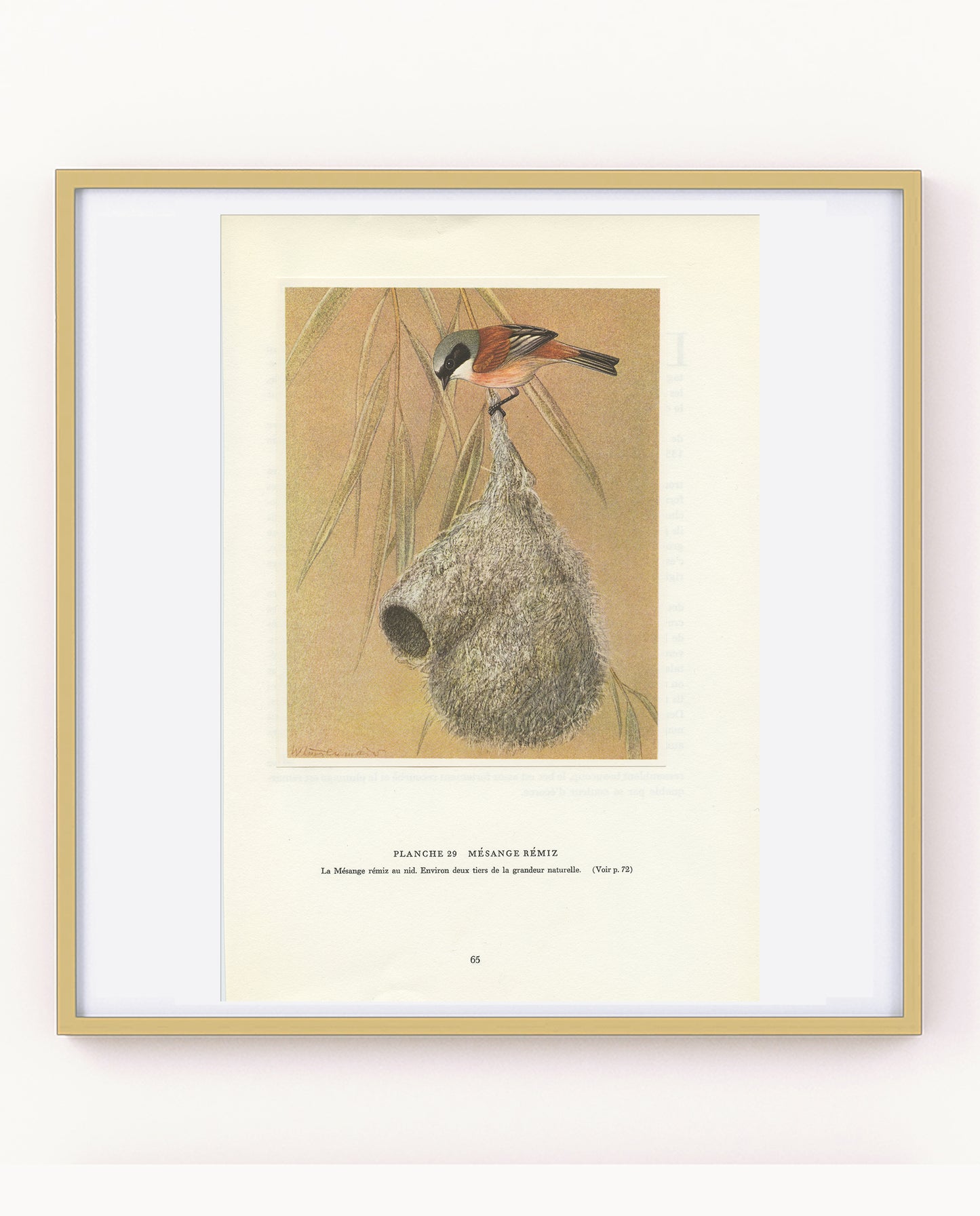 Illustration de mésange Rémiz penduline vintage de 1961