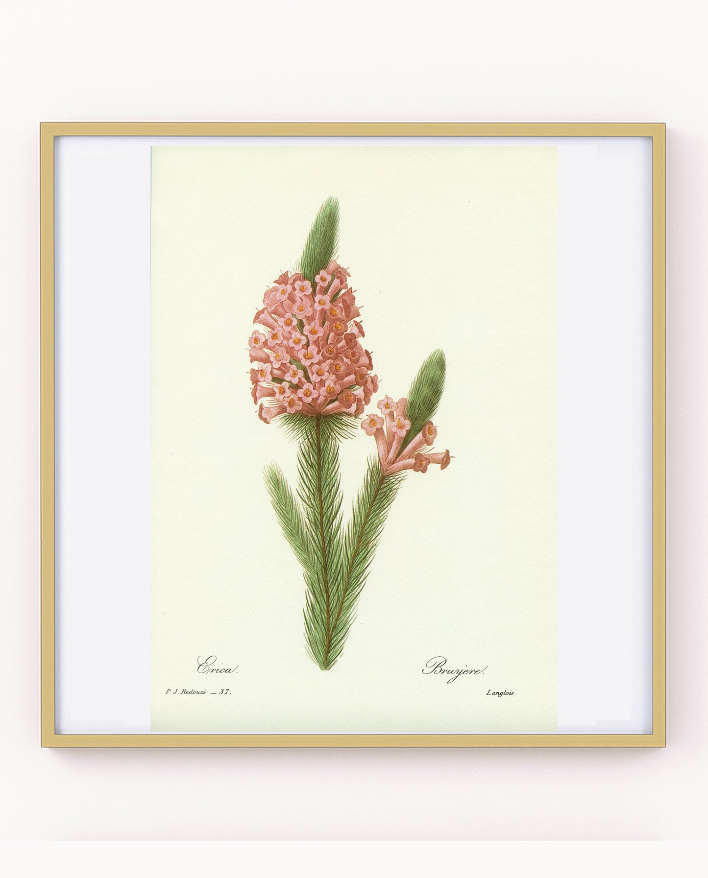 1986 Bruyère rose par Pierre-Joseph Redouté