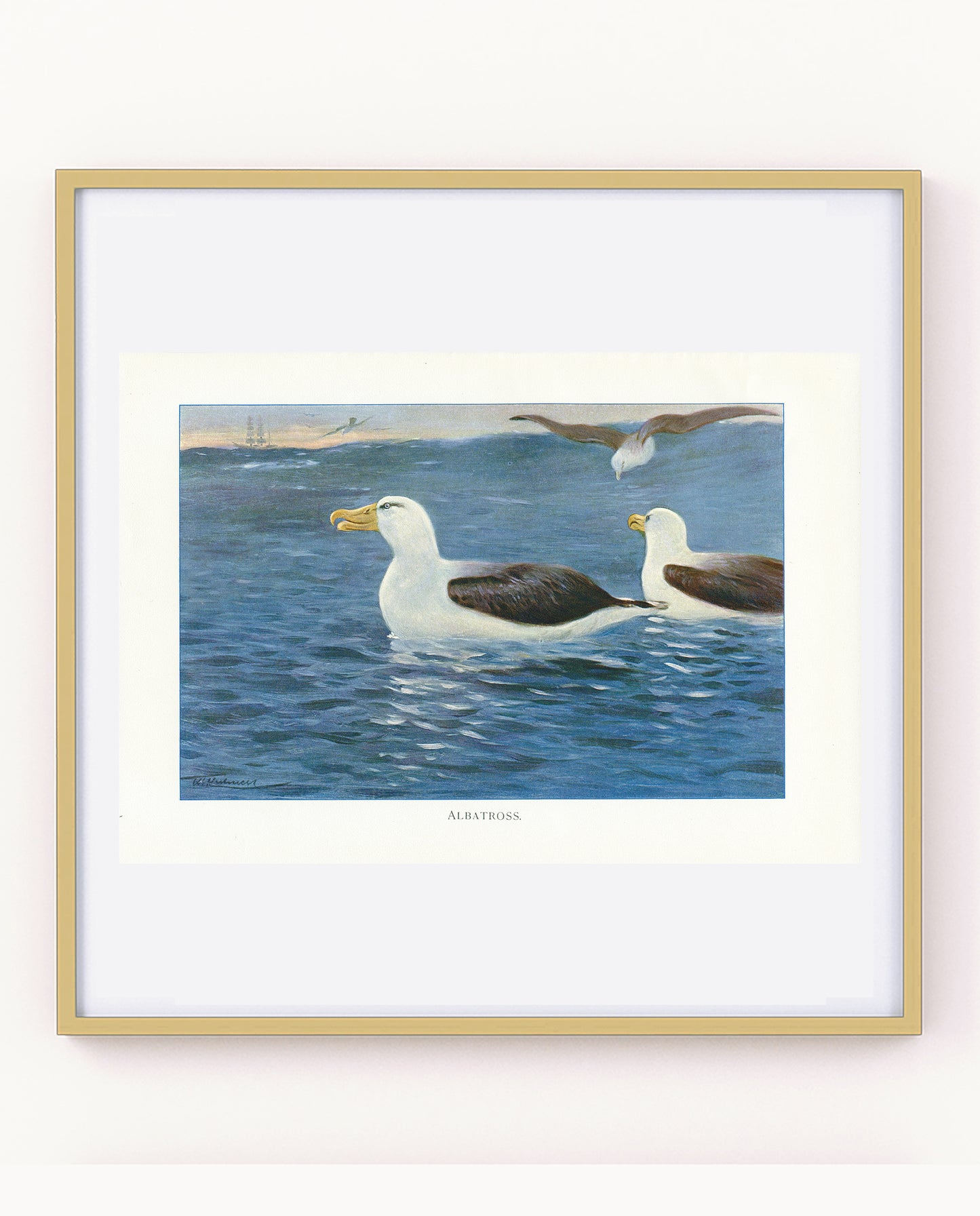 1916 Albatross bird print