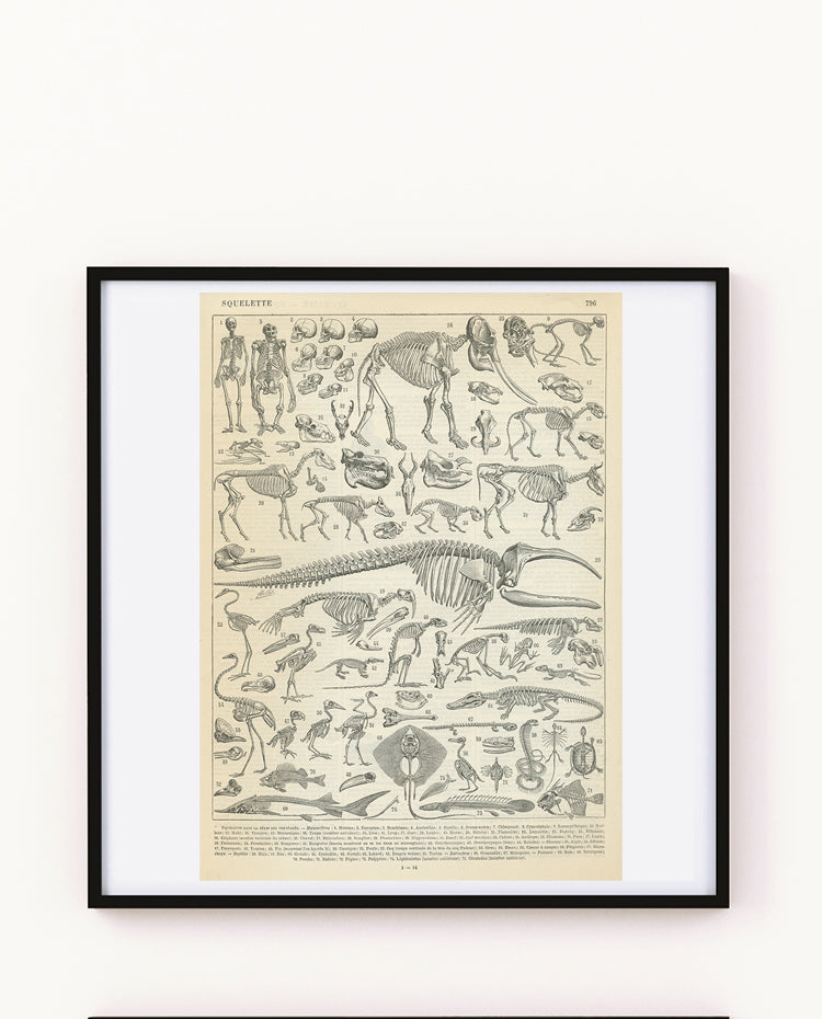 1897 Vintage skeleton anatomy print