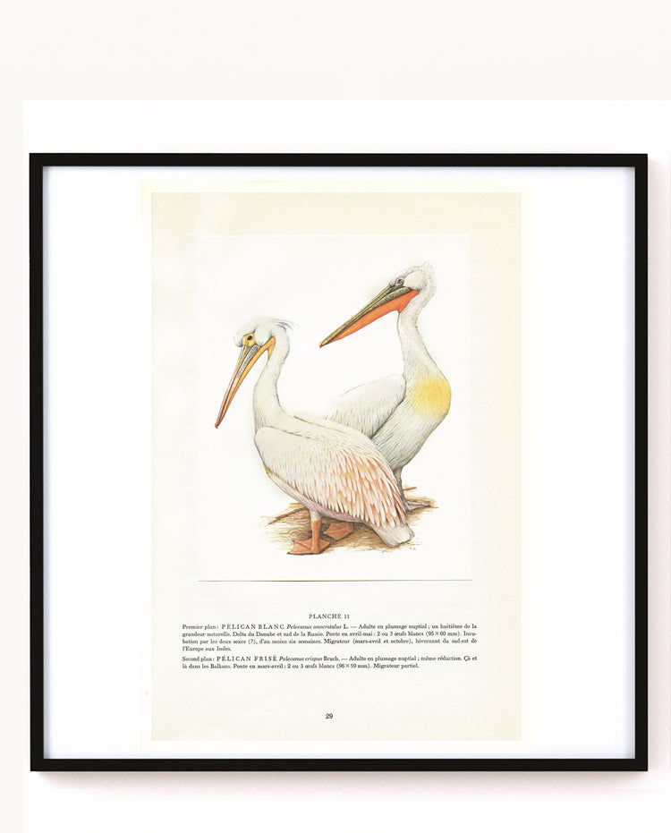 1962 Illustration de Pélican - Paul Barruel