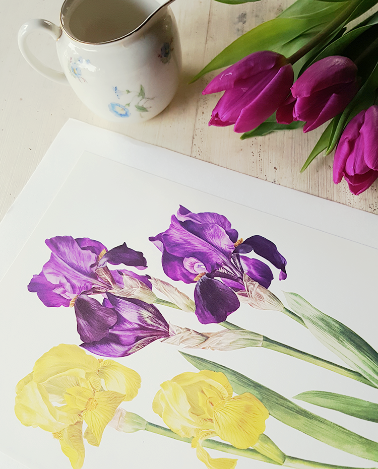 1964 Purple and yellow iris botanical print