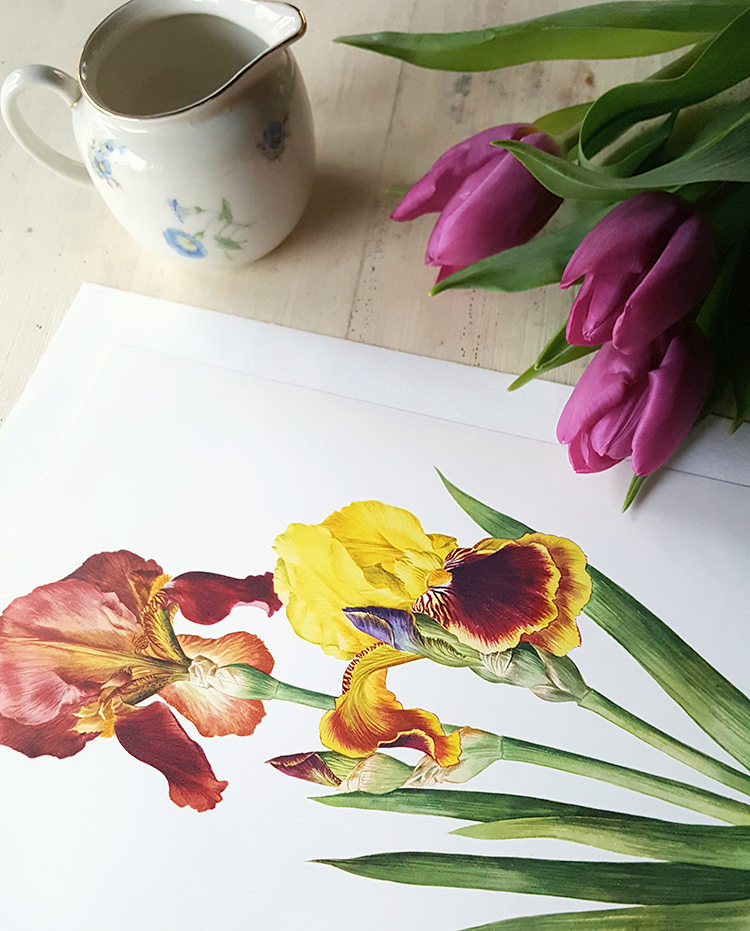 1964 Illustration botanique d'Iris rouges et jaunes