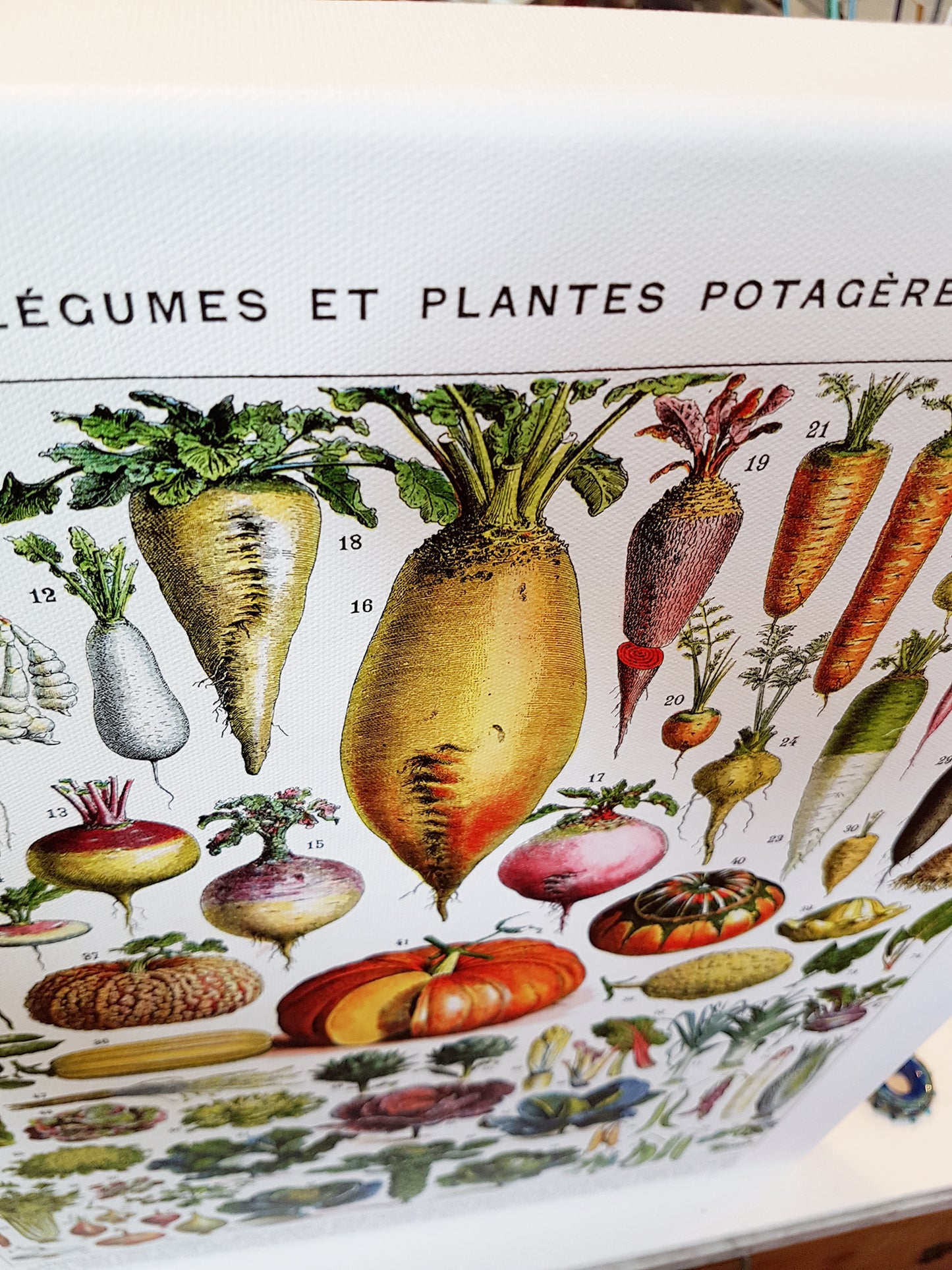 Vegetables Chart Stretched Canvas