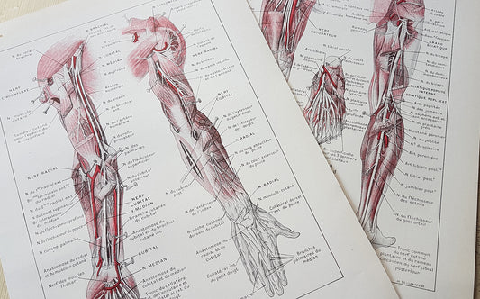 1962 Nerves Medical Prints