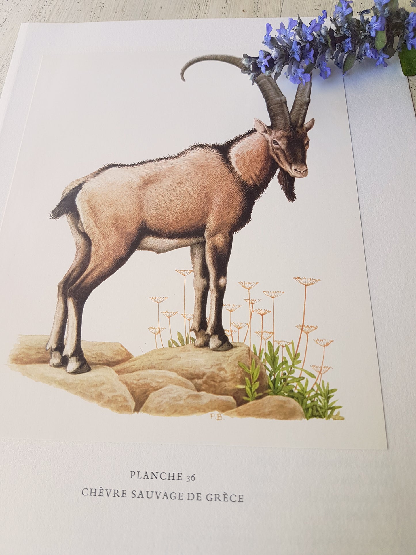 1970 Illustration de Chèvre Sauvage de Crête