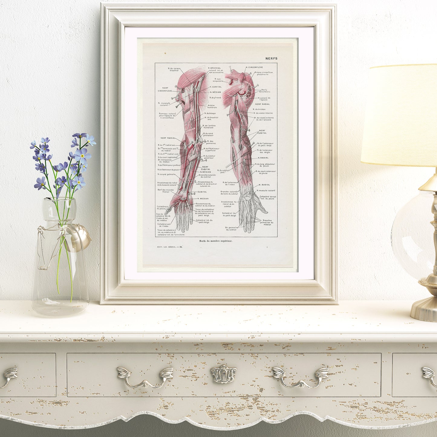 1962 2 illustrations médicales de nerfs