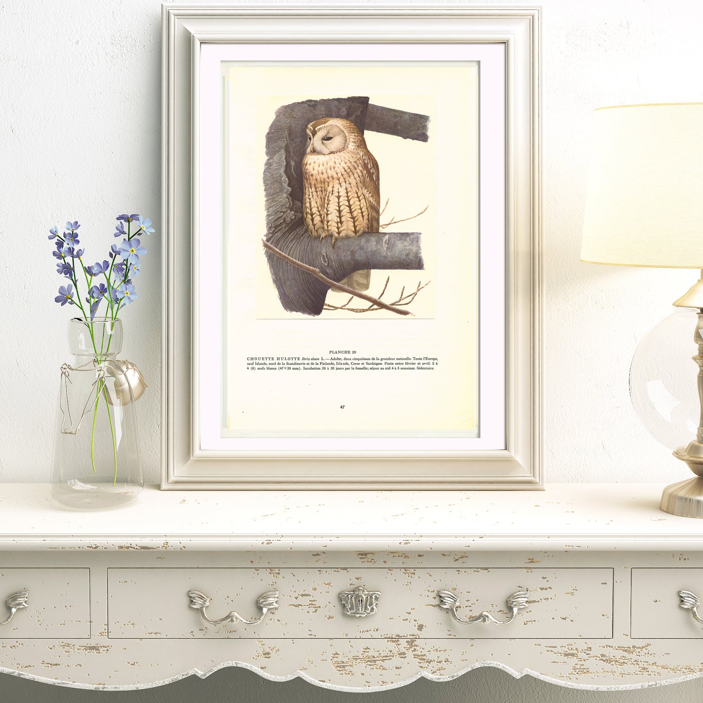 1959 Illustration de chouette hulotte vintage