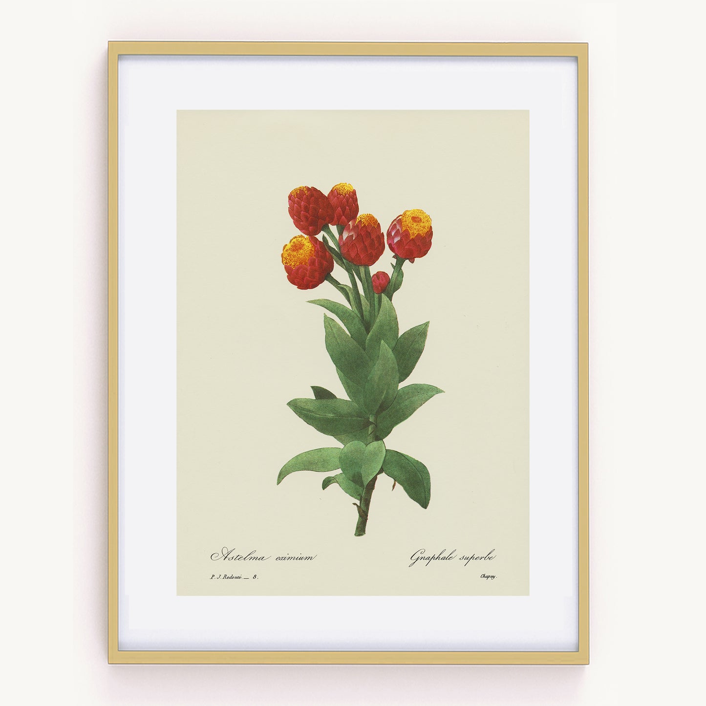 1986 Illustration botanique de Gnaphale par Redouté