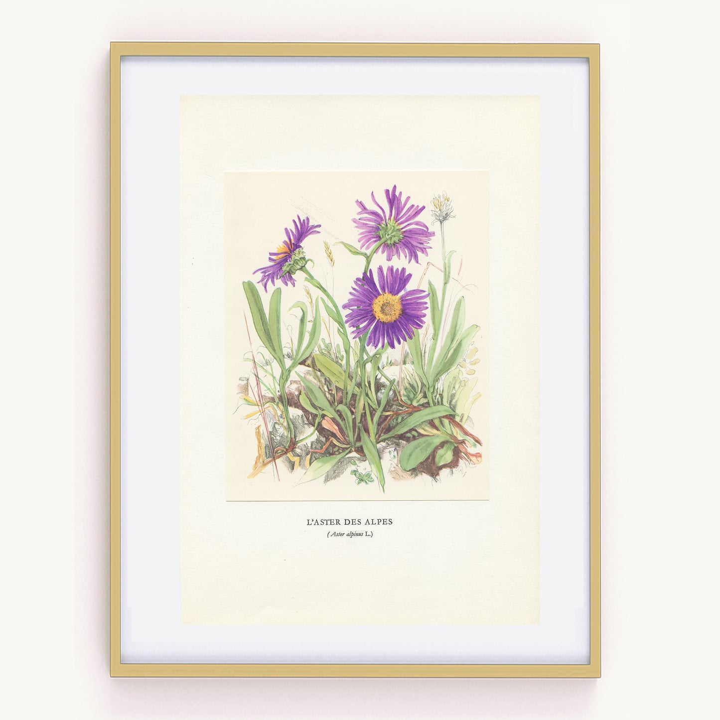 1959 Illustration d'Aster des Alpes