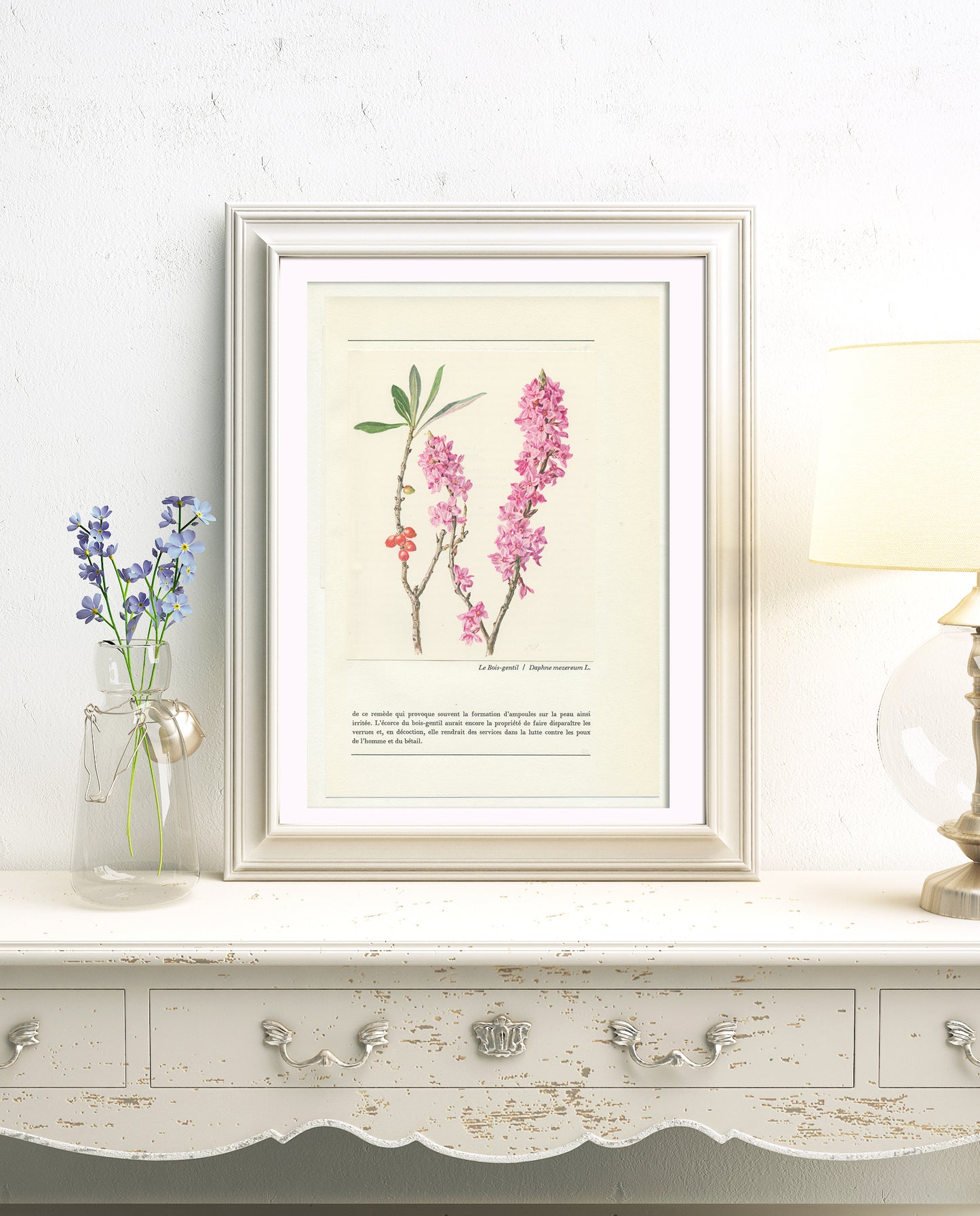 1959 Illustration botanique de Bois-gentil (Daphne mezereum) vintage