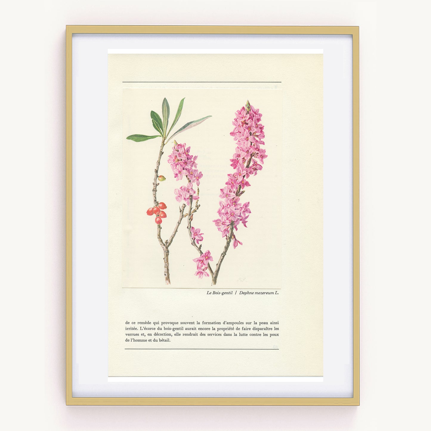 1959 Illustration botanique de Bois-gentil (Daphne mezereum) vintage