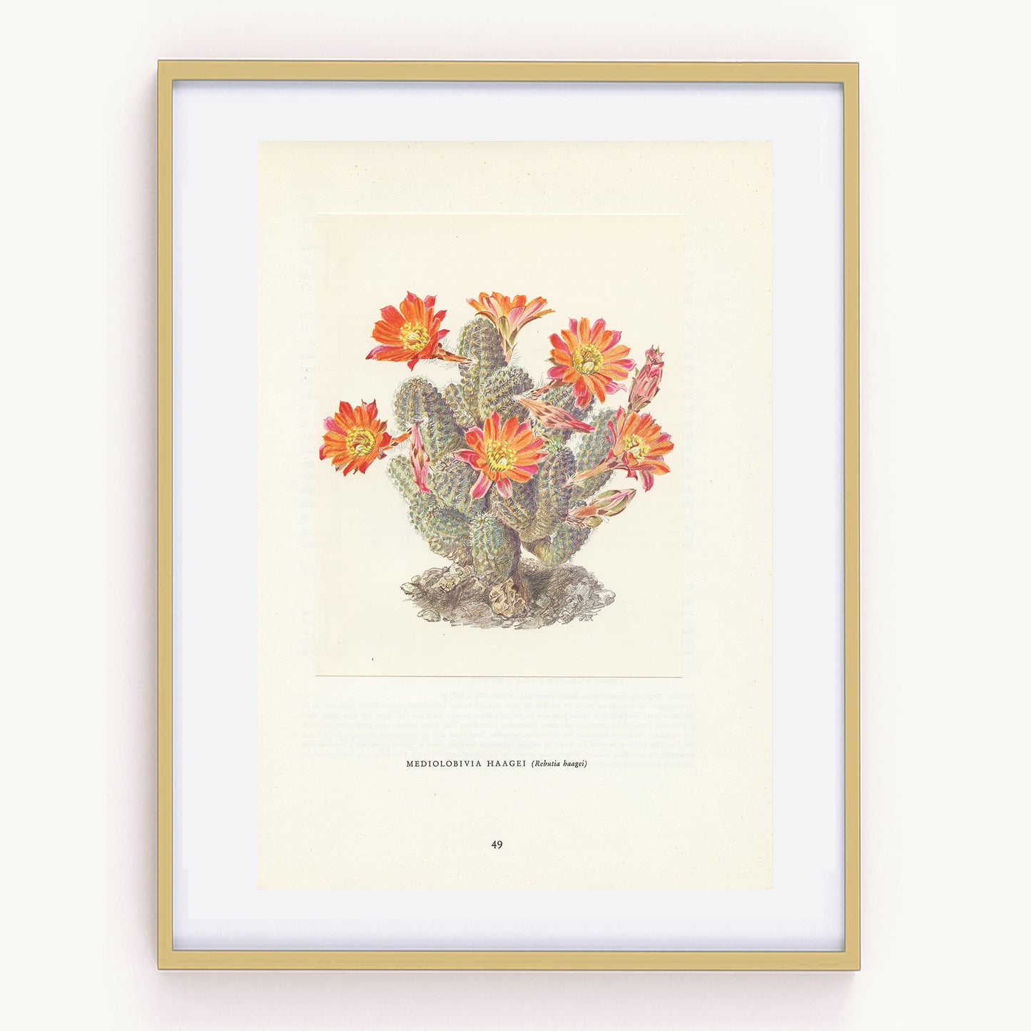 1954 Mediolobivia Haagei cactus print