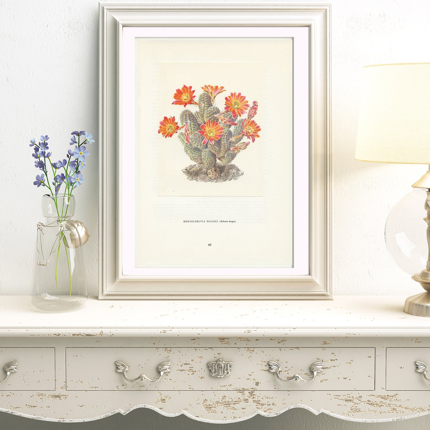 1954 Mediolobivia Haagei cactus print