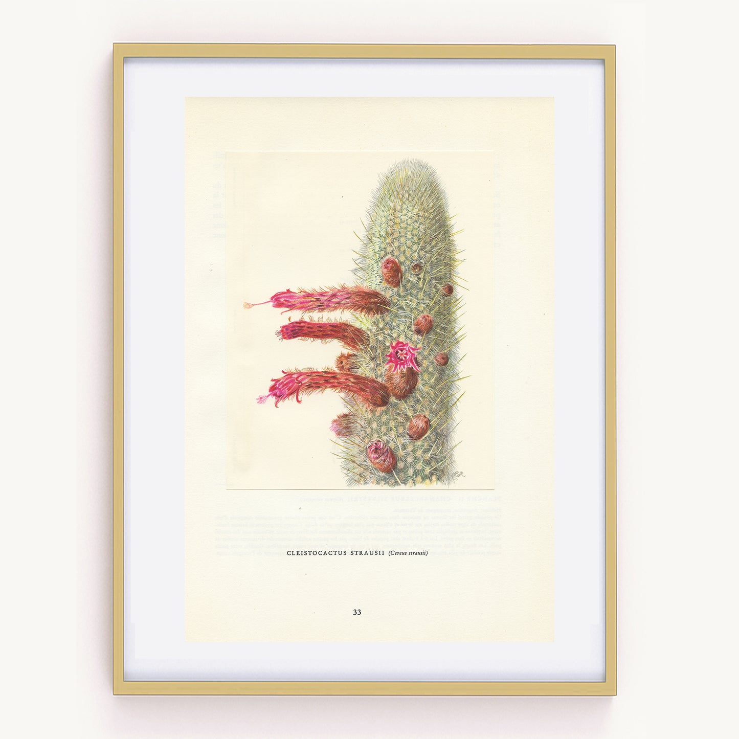 1954 Silver Torch Cactus Print Cleistocactus Strausii