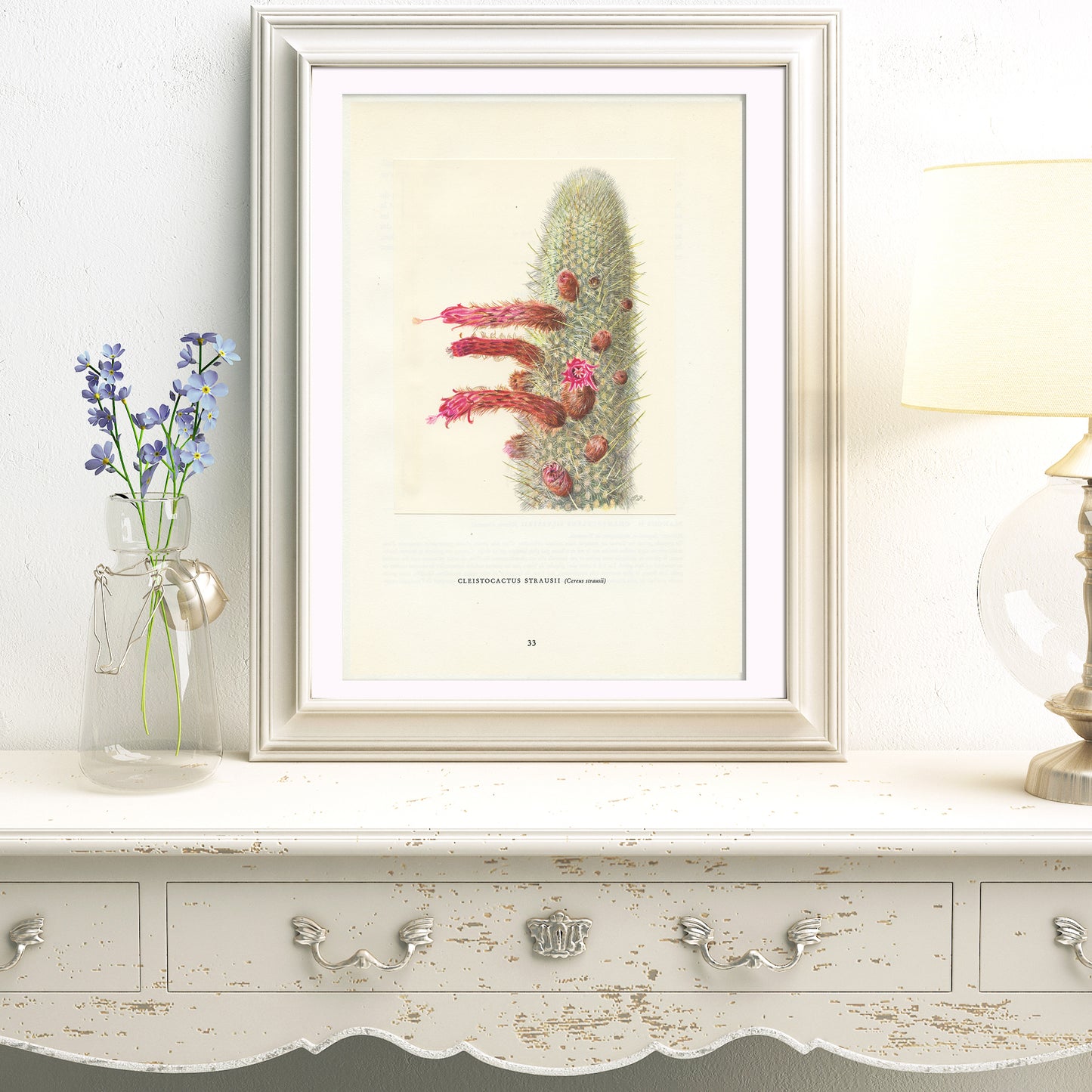 1954 Silver Torch Cactus Print Cleistocactus Strausii