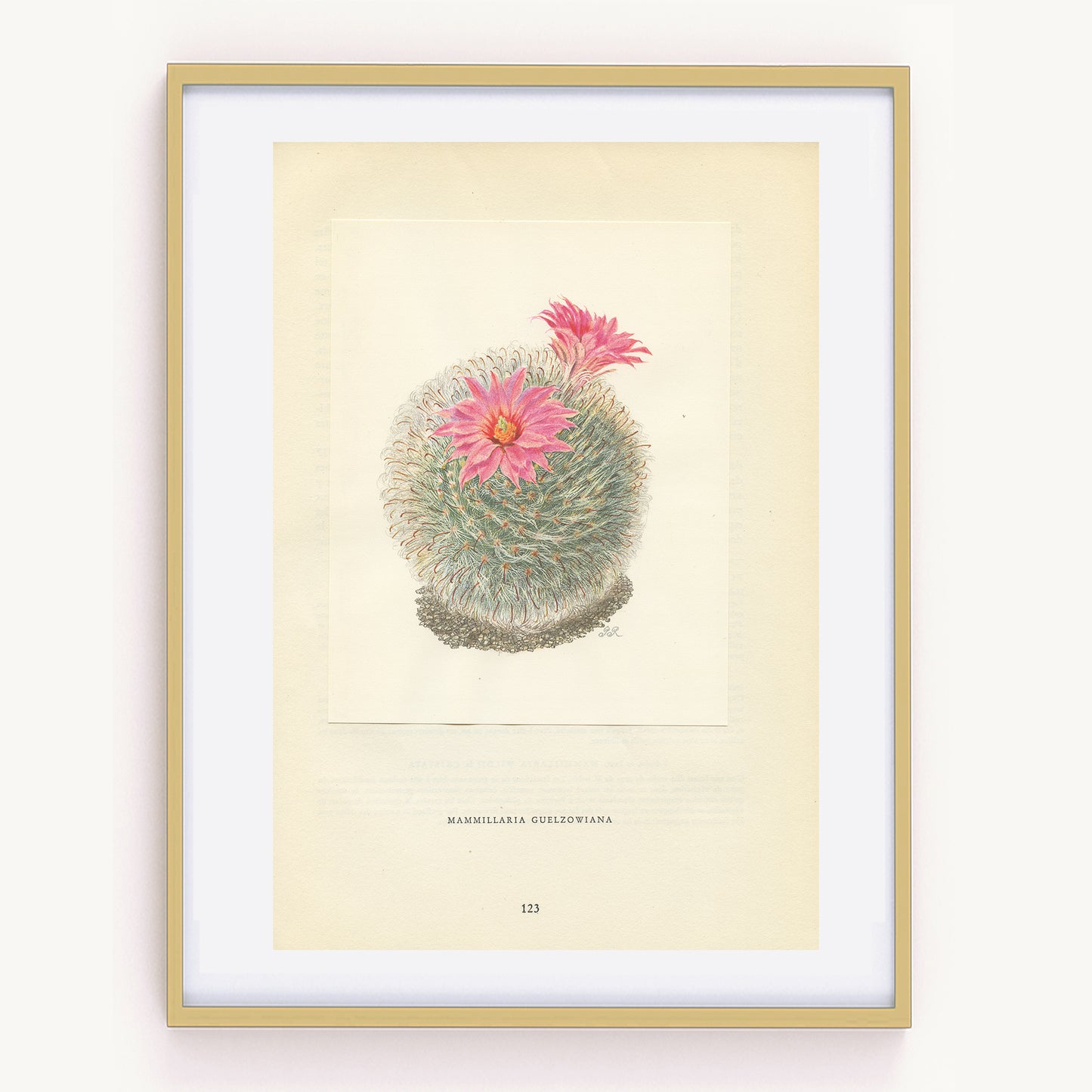1954 Illustration de Cacuts Mammillaria Guelzwonia