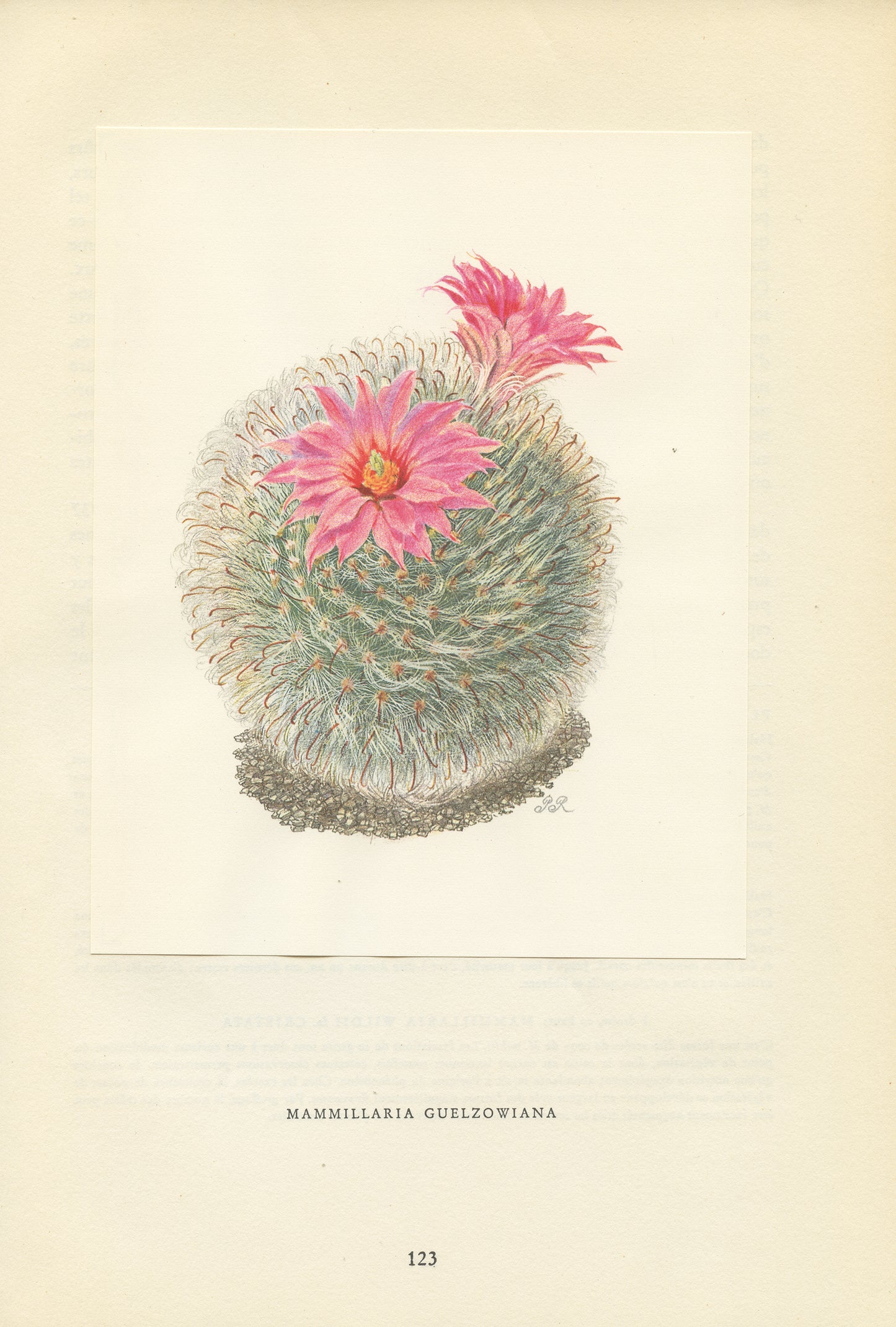 1954 Illustration de Cacuts Mammillaria Guelzwonia