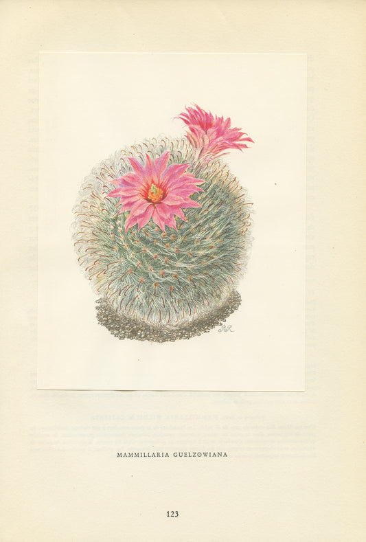 1954 Mammillaria Guelzowiana Cactus Print