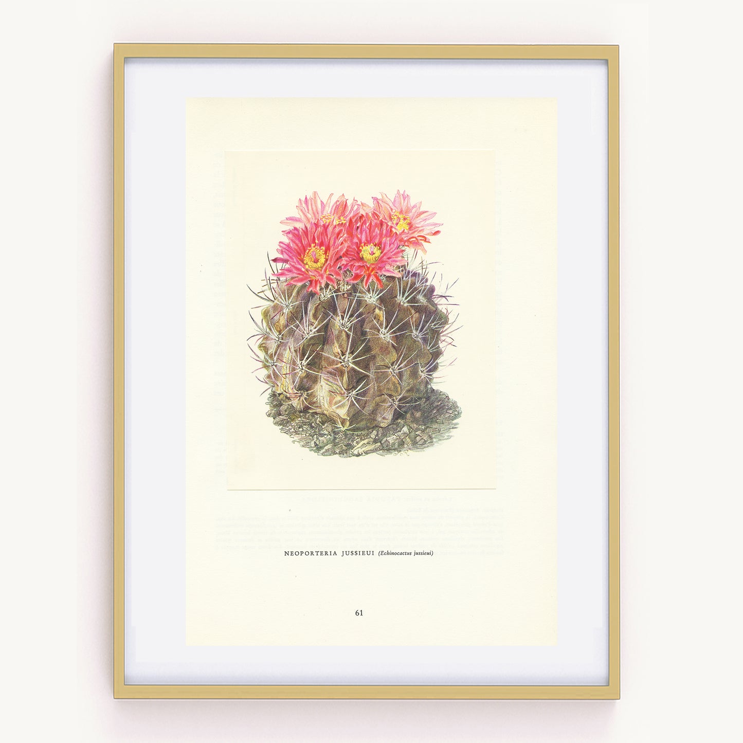 1954 Illustration de cactus Neoporteria Jussieui