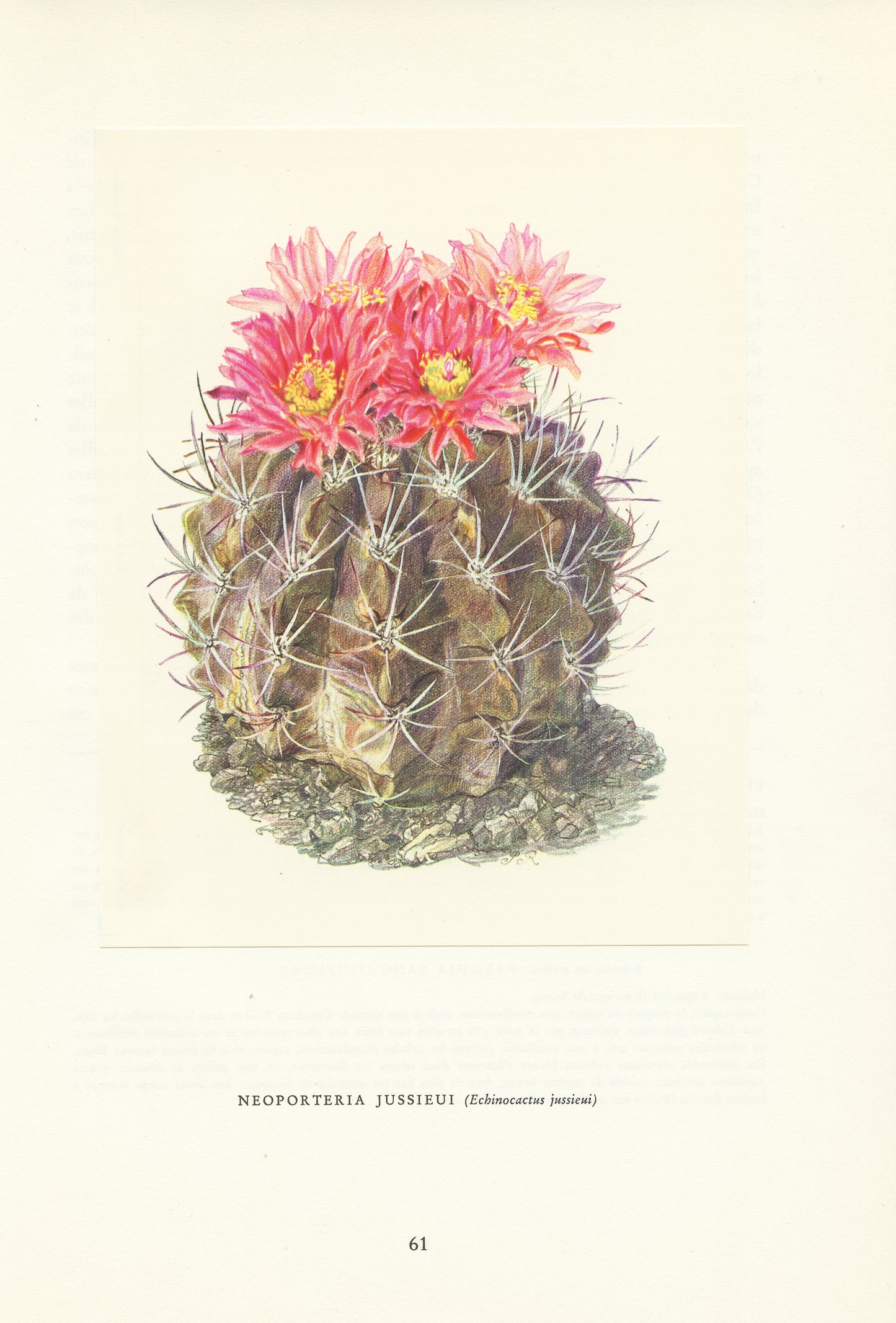 1954 Illustration de cactus Neoporteria Jussieui