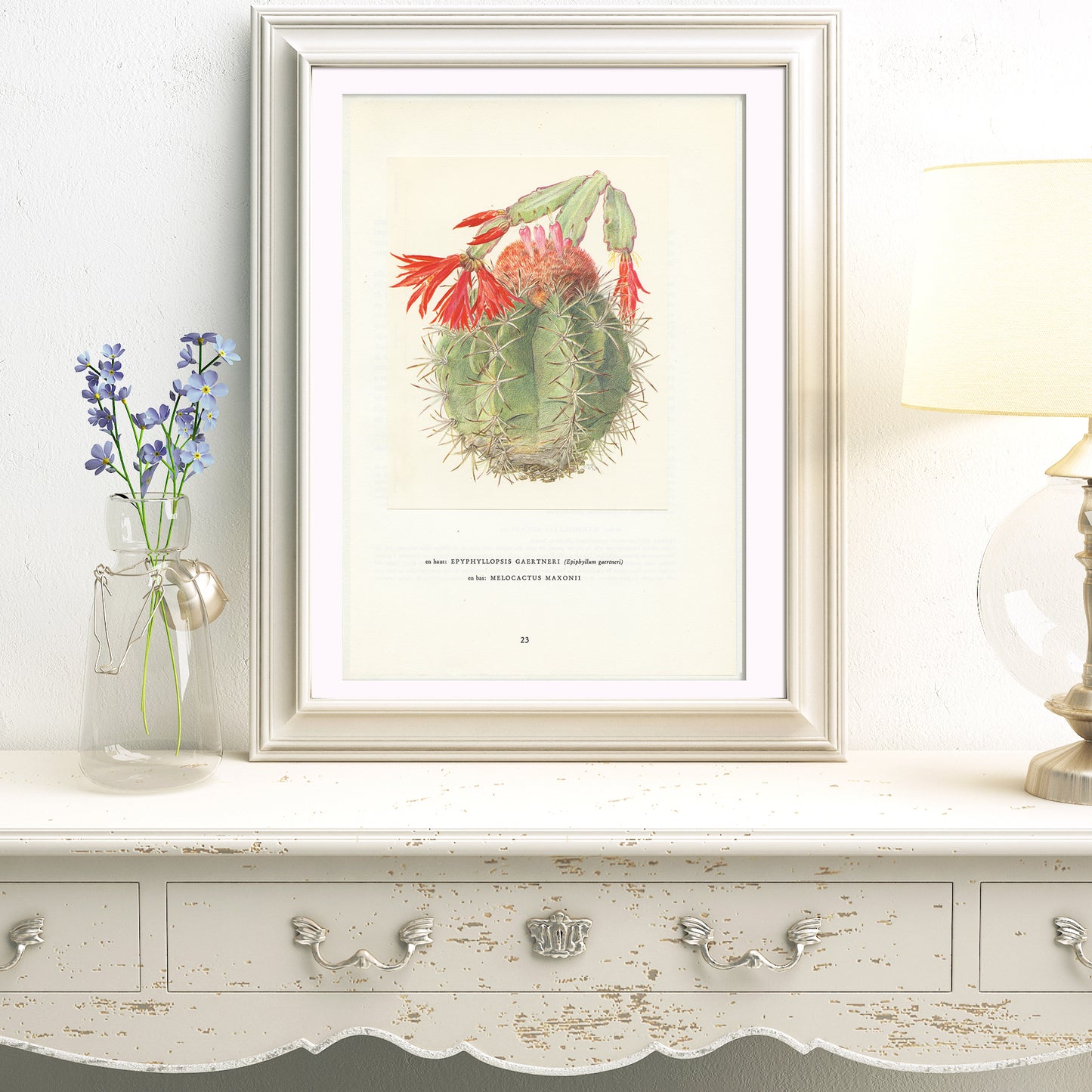 1954 Easter cactus + melocactus print