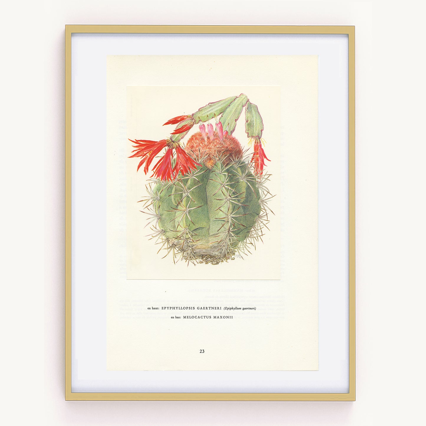 1954 Easter cactus + melocactus print