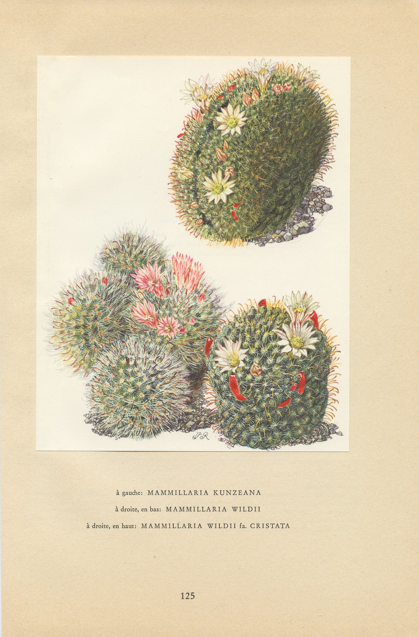 1954 Mammilaria cactus print - Kunzeana & wildii