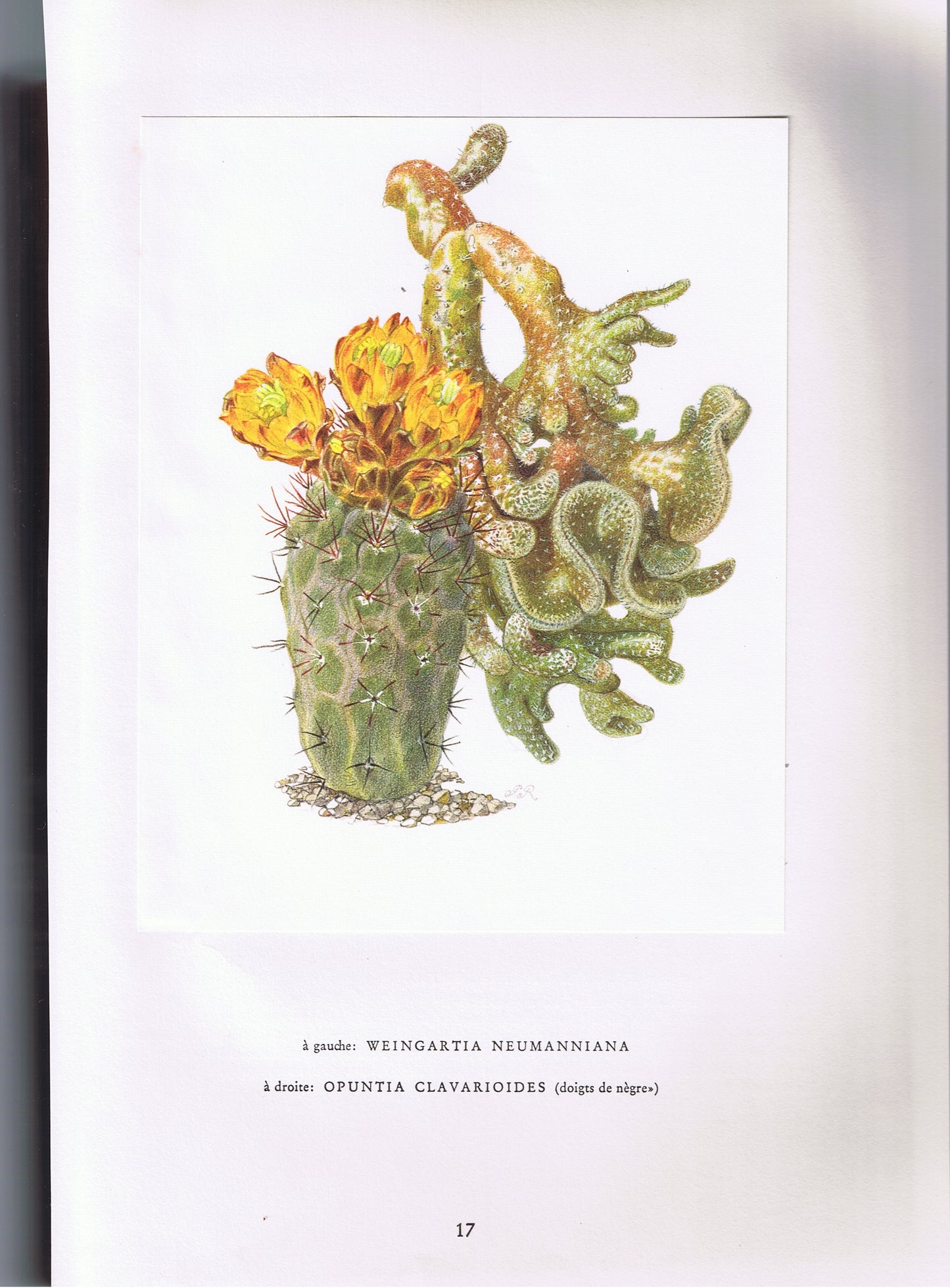 1954 Illustration de cactus vintage Weingartia Neumanniana