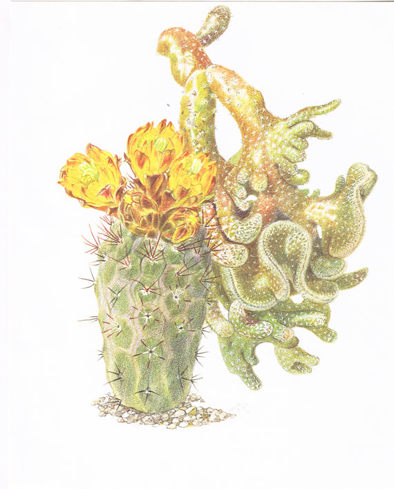 1954 Illustration de cactus vintage Weingartia Neumanniana