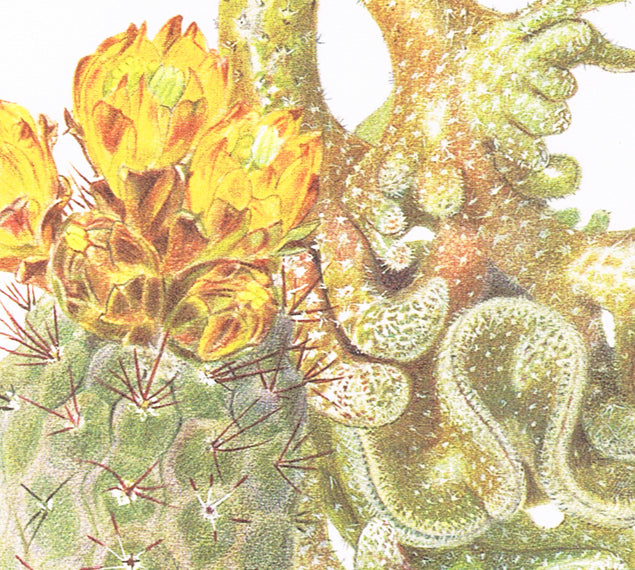 1954 Illustration de cactus vintage Weingartia Neumanniana