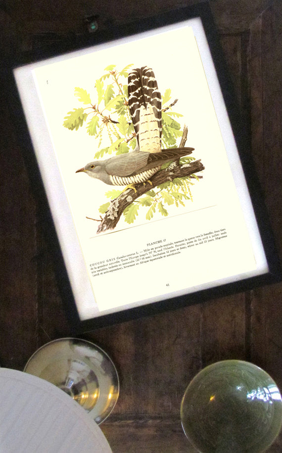 1959 Gray Cuckoo bird illustration by Paul Barruel