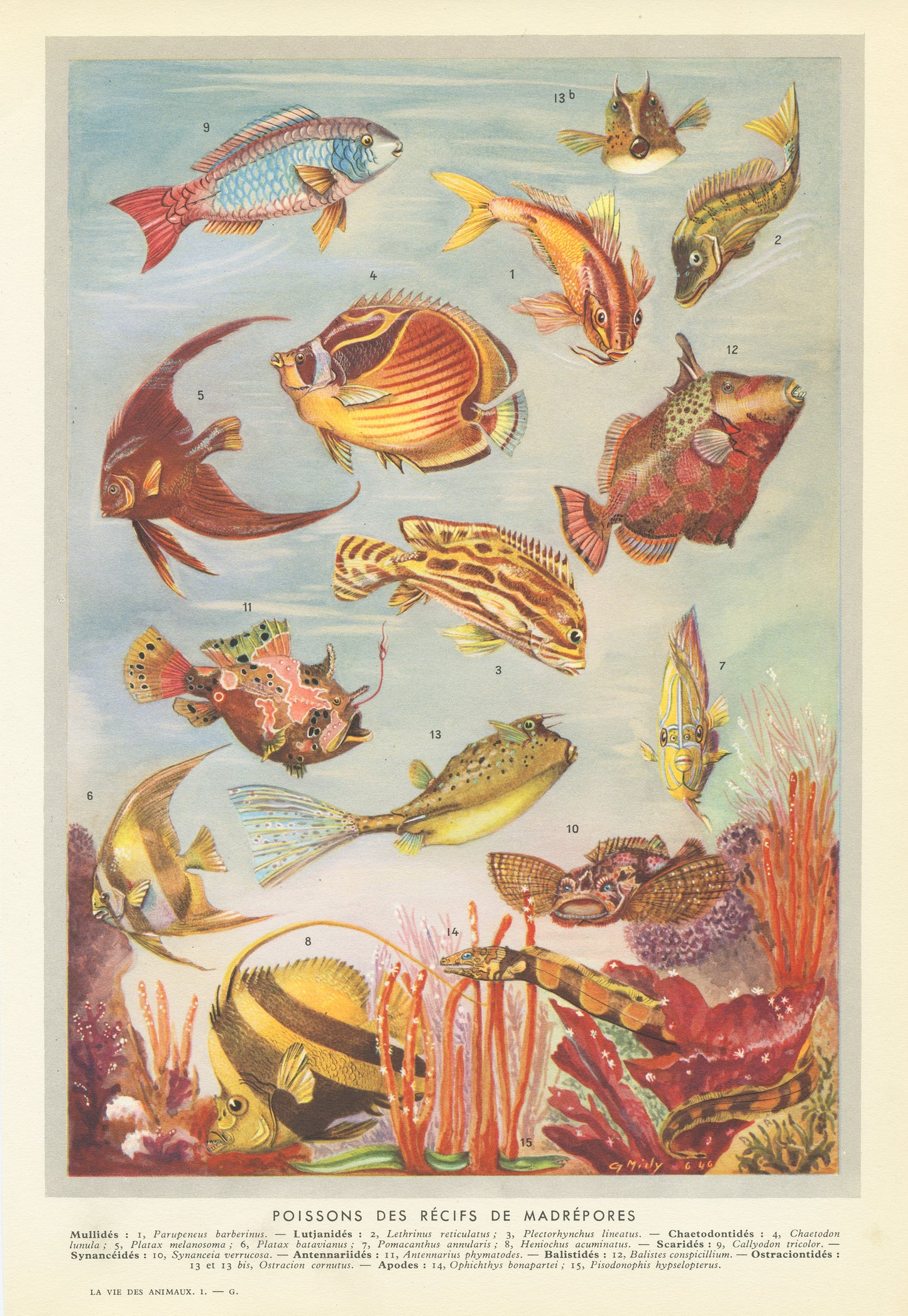 1949 Affiche de poissons des récifs de Madrépores