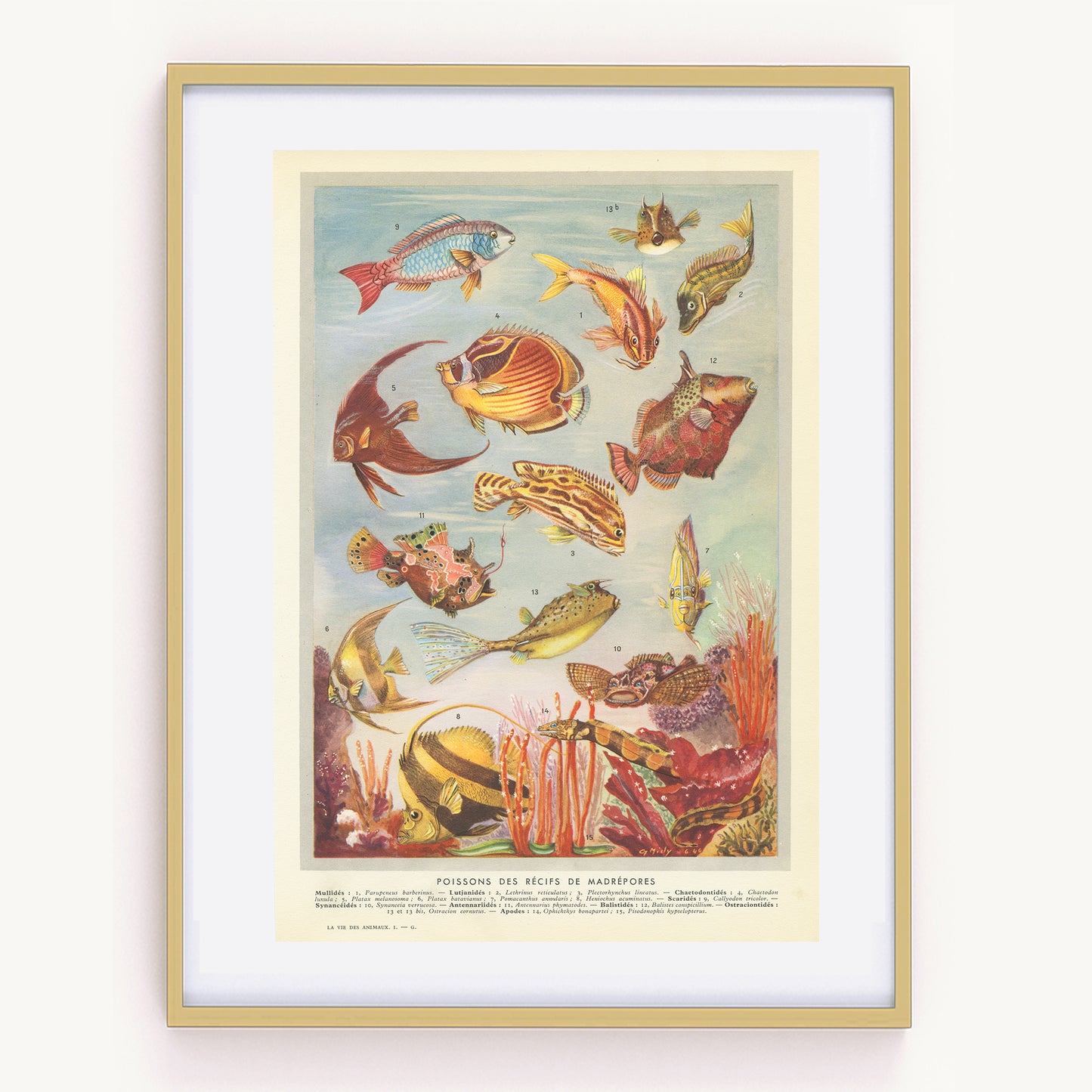 1949 Affiche de poissons des récifs de Madrépores
