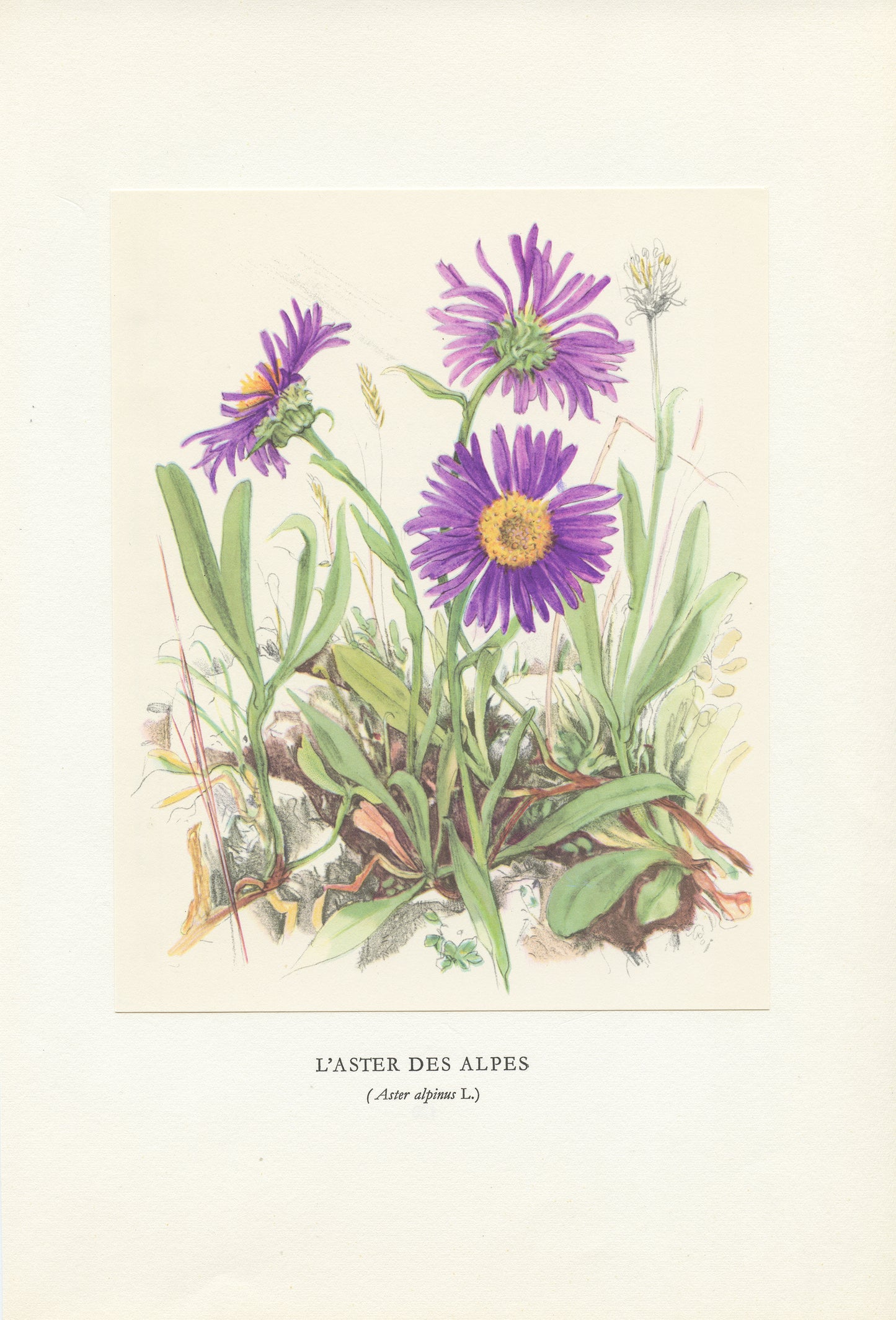 1959 Illustration d'Aster des Alpes