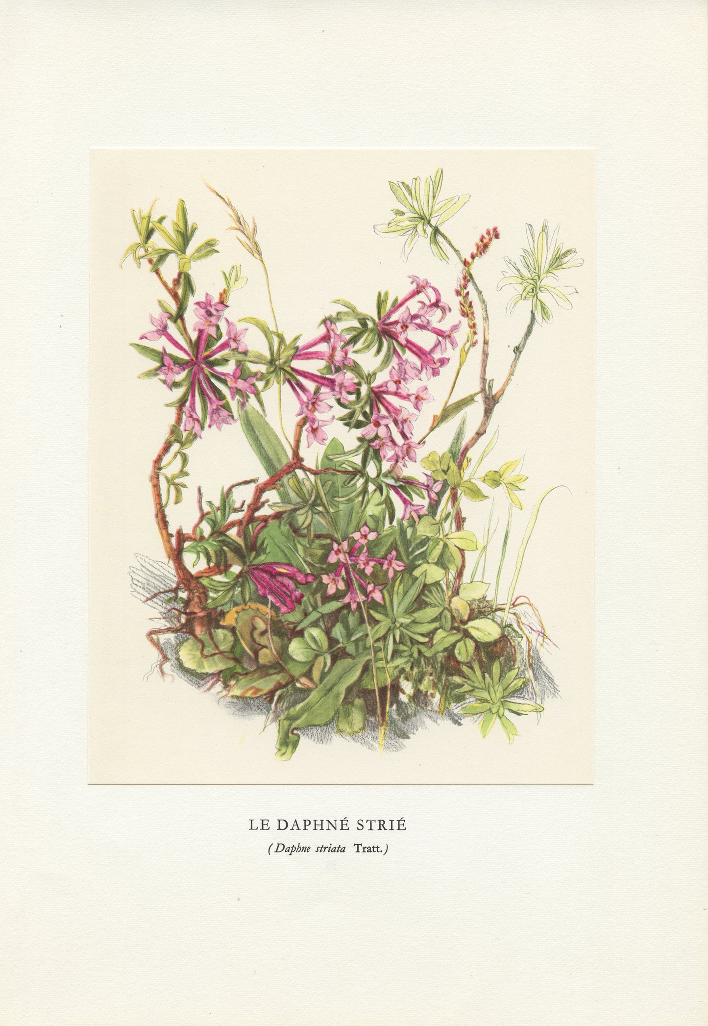 1959 Illustration de Daphné Strié