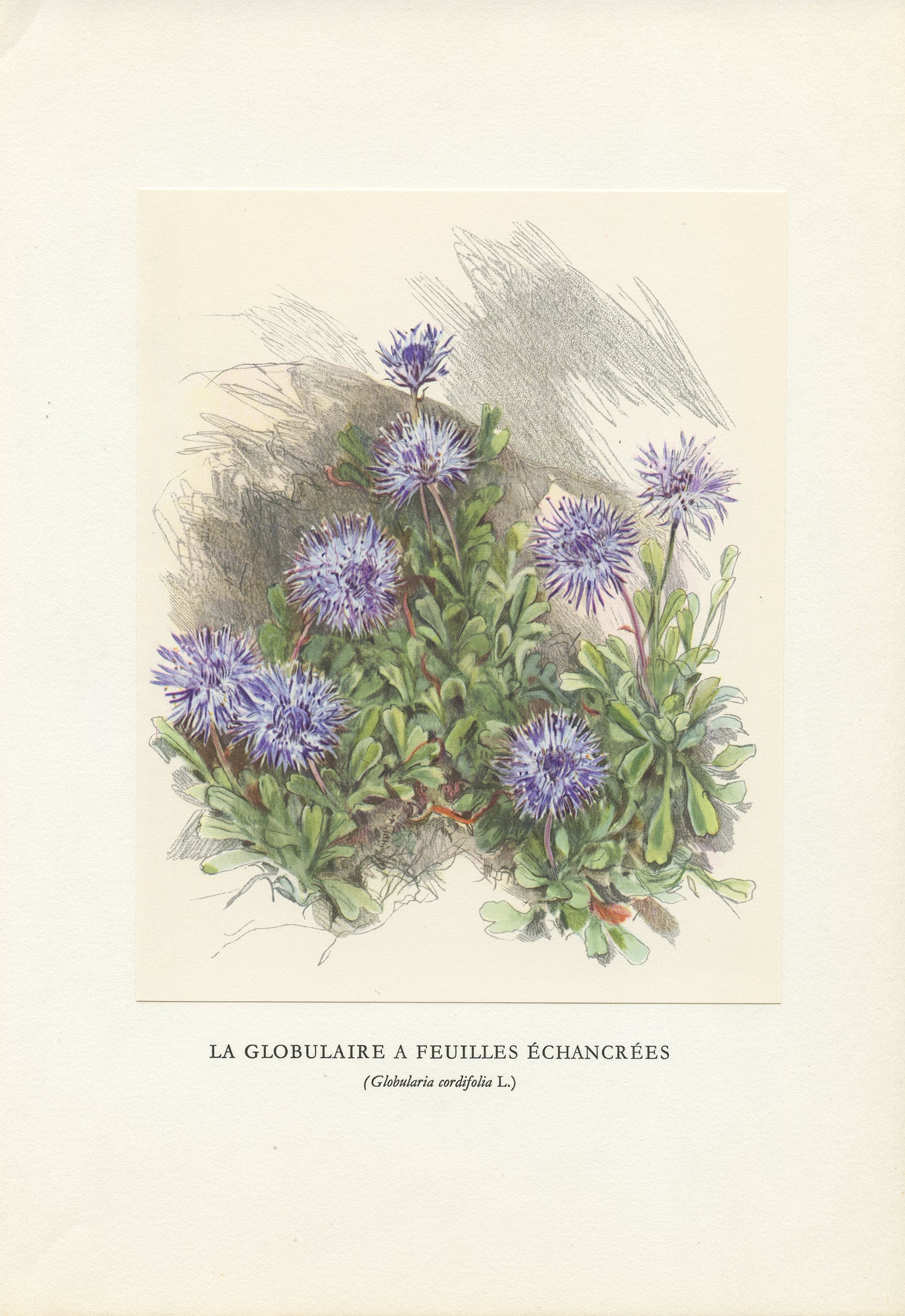 1959 Illustration de Globulaire à feuilles échancrées